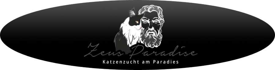 Zeus Paradise Norwegian forest cats
